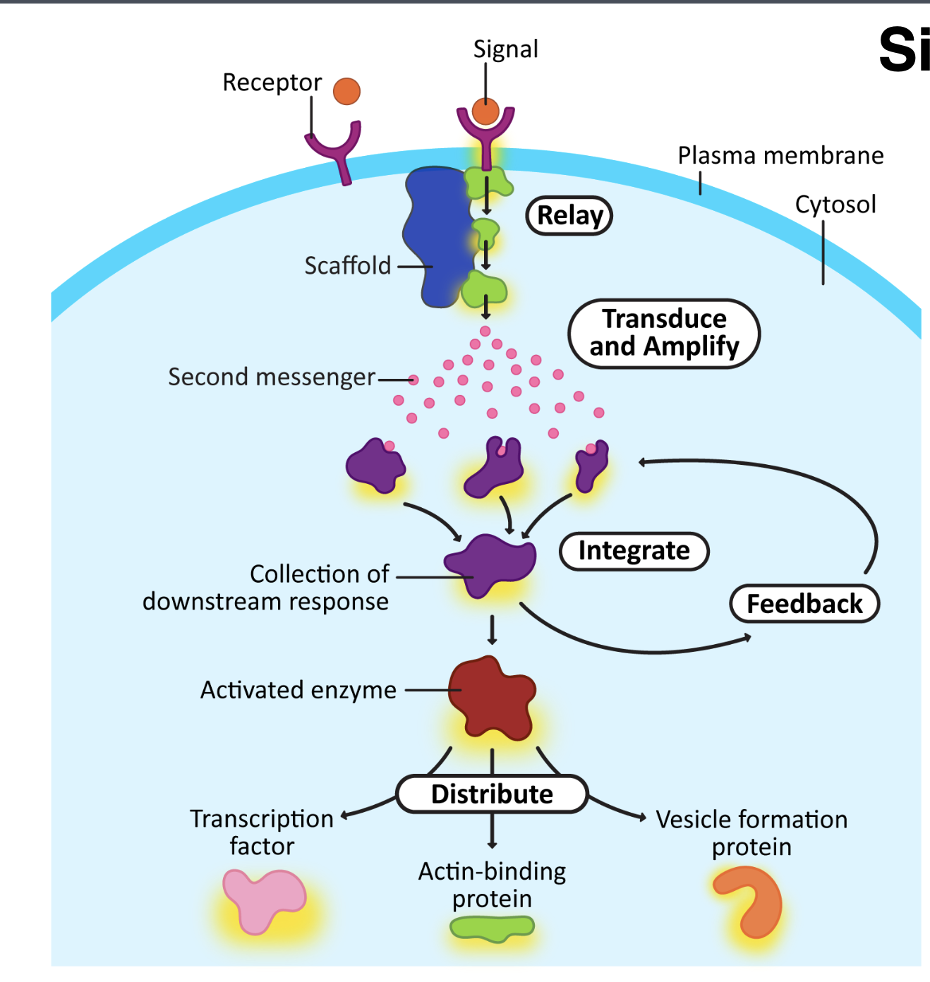 <p><strong>Signal/ligand binds receptor → receptor changes shape → intracellular signaling starts → cell produces a response</strong></p><p>The terms on the slide mean:</p><ul><li><p><strong>Relay</strong> = pass the signal from one signaling protein to the next.</p></li><li><p><strong>Transduce</strong> = convert the outside signal into an intracellular signal.</p></li><li><p><strong>Amplify</strong> = one signal activates many molecules, making the response much bigger.</p></li><li><p><strong>Integrate</strong> = the cell combines information from multiple signaling pathways into one response.</p></li><li><p><strong>Feedback</strong> = the response feeds back to either increase or decrease the pathway.</p></li><li><p><strong>Distribute</strong> = one signaling pathway can trigger several different cellular responses at once.</p></li></ul><p></p>