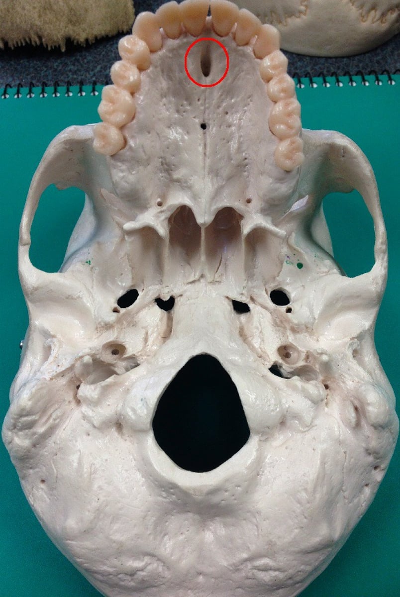 knowt flashcard image