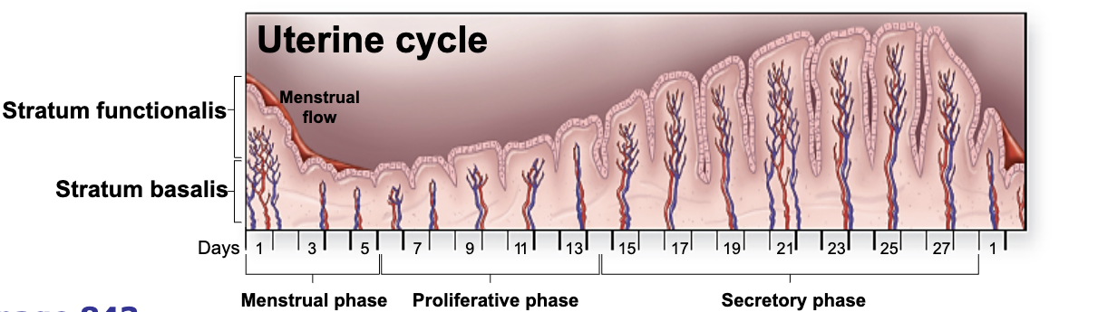 <p>Days 1-5: Menstrual Phase</p><p>– Functional layer sloughed</p><p>• Days 6-14: Proliferative Phase</p><p>– Development of functional layer</p><p>• Days 15-28: Secretory Phase</p><p>– Further vascularization of the functional layer</p><p>– Further development of uterine glands</p>