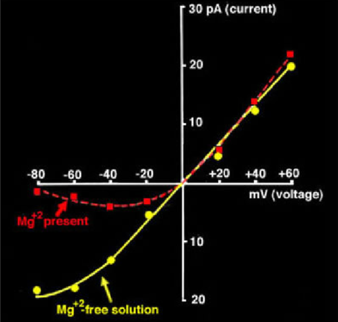 <ul><li><p>Reversal potential = 0 mV</p><ul><li><p>Monovalent cation selectivity (K+, Na+, and Ca2+)</p></li></ul></li><li><p>Slope w/ NO extracellular Mg = 20-50 pS</p></li><li><p>Slope w/ extracellular Mg = exponential</p></li></ul><p></p>