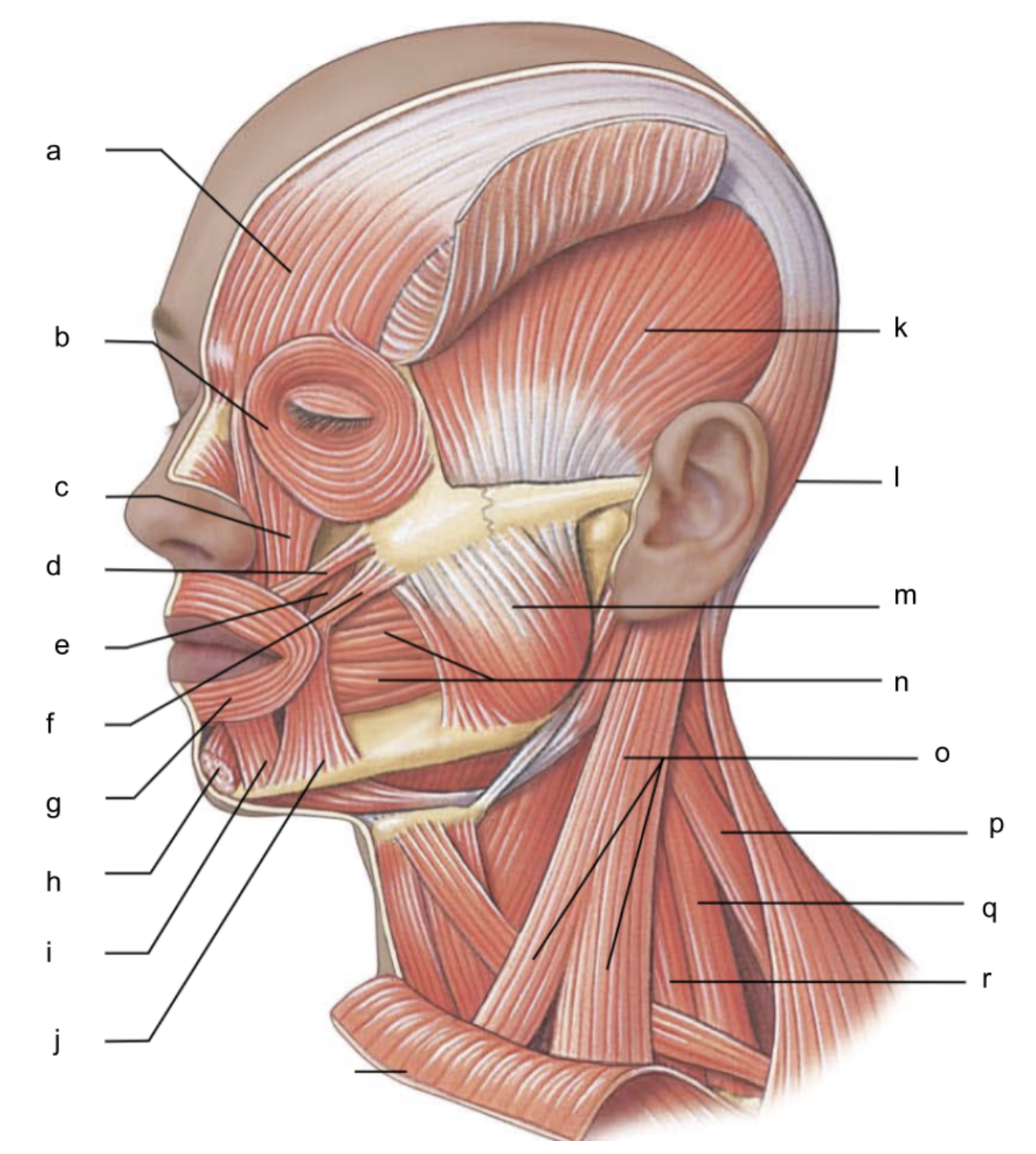 <p>What is structure i?</p>