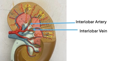 <p>interlobar artery, interlobar vein</p>