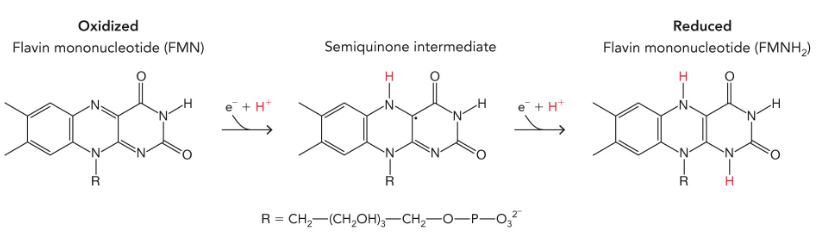 <p>accepts one electron at a time to form semiquinone and reduced flavin mononucleotide</p>