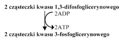 <p>GRUPA A</p><p>1. Proces powstawania ATP z ADP nazywamy fosforylacją.</p><p>Określ, jaki rodzaj fosforylacji przedstawia powyższy schemat fragmentu procesu glikolizy.</p>