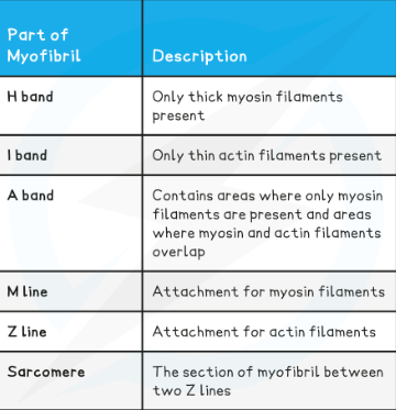 <p>structure of myofibrils</p>