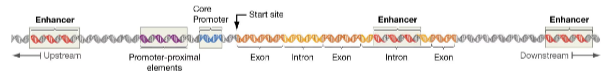 <ul><li><p class="Paragraph SCXW96774584 BCX8" style="text-align: left;"><span style="line-height: 20.925px;">Enhancers – accesory promoters that increase transcription of a gene by stabilizing the general transcription factors&nbsp;</span></p></li></ul><ul><li><p class="Paragraph SCXW96774584 BCX8" style="text-align: left;"><span style="line-height: 20.925px;">Silencers – accesory promoters that decrease transcription of a gene by interfering w/ the general transcription factors</span></p></li></ul><p></p>