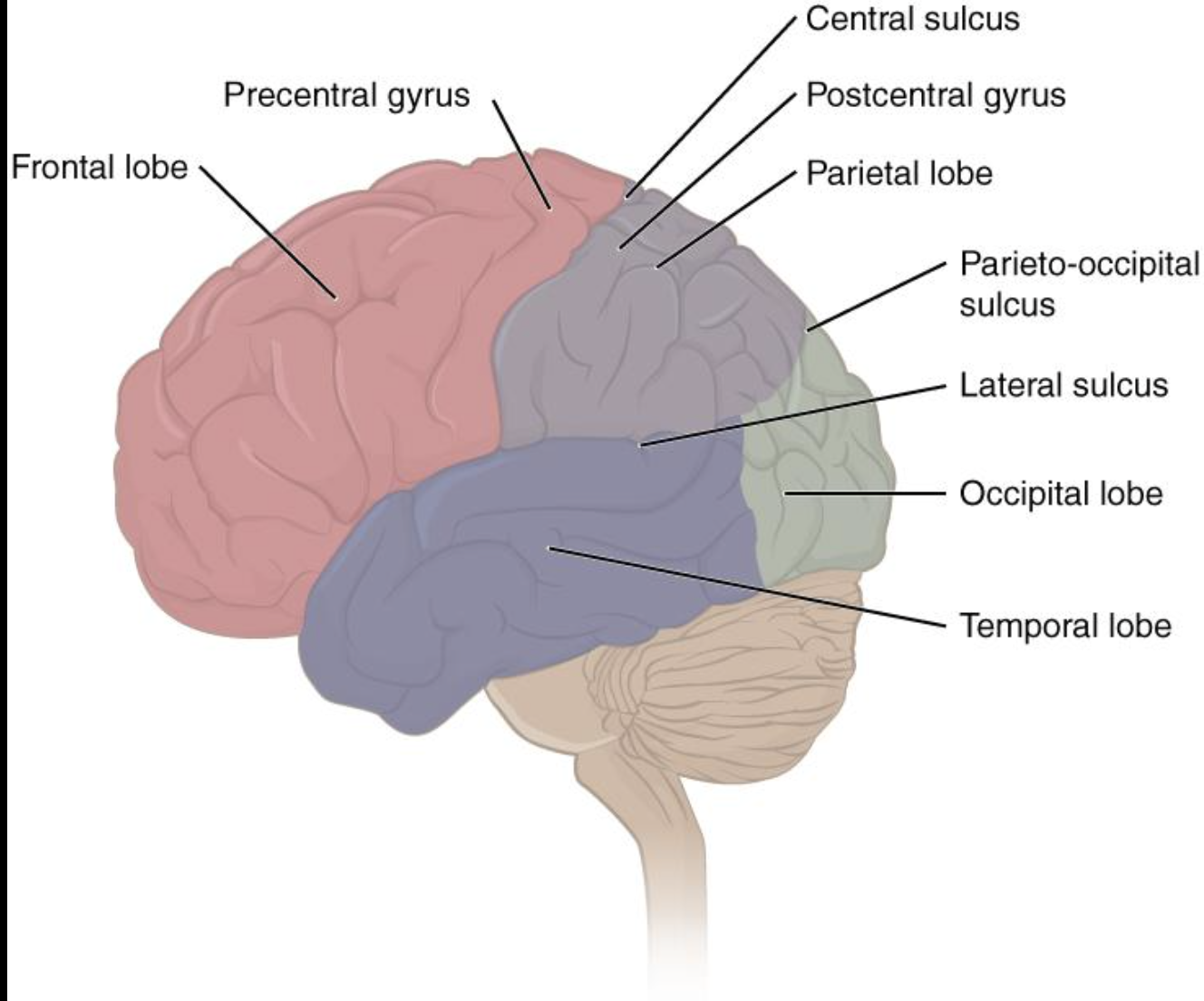 <p>What are the lobes of the cerebrum, etc? Know the major sulci and hyri</p>