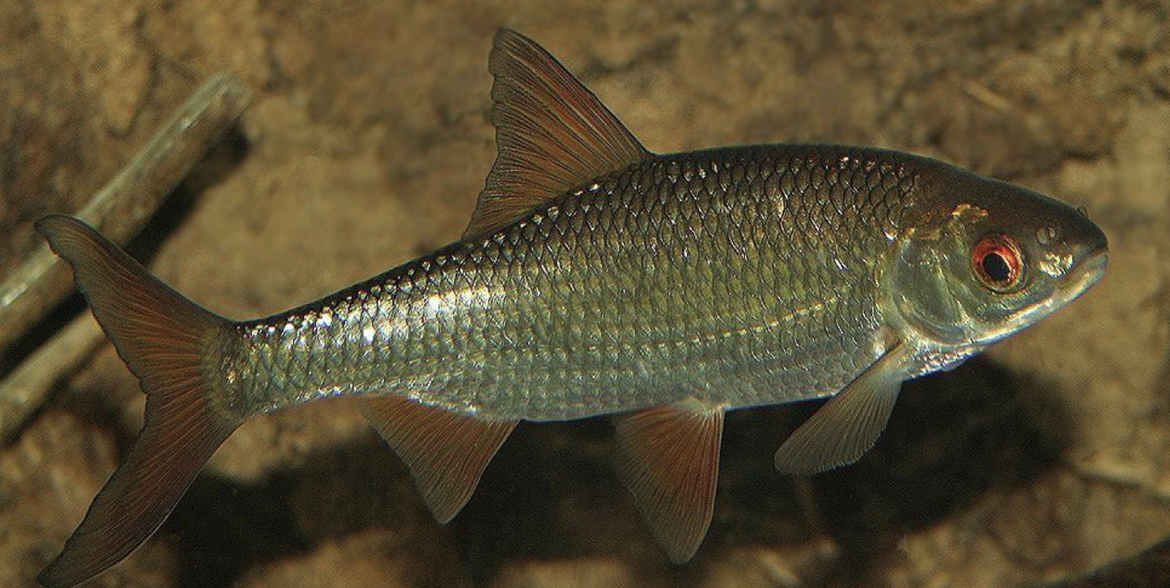 <ul><li><p>Silverblank fisk med ganska hög och jämn kroppsform.</p></li><li><p>Ofta <strong>röda eller orange ögon</strong>.</p></li><li><p>Fenorna kan vara rödaktiga/orange, särskilt bukfenor och analfena.</p></li><li><p>Kroppen är täckt av tydliga silverglänsande fjäll.</p></li><li><p>Munnen är ganska liten och sitter framtill.</p></li><li><p>Ryggfenan sitter ungefär mitt på kroppen.</p></li><li><p>Saknar taggig ryggfena.</p></li></ul><p><strong>Bra minnesregel: silverfisk + röda ögon + rödaktiga fenor.</strong></p>
