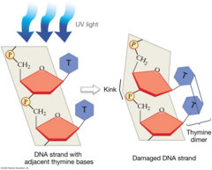 <p>Exposure to UV light can reduce and stop cell division.</p>