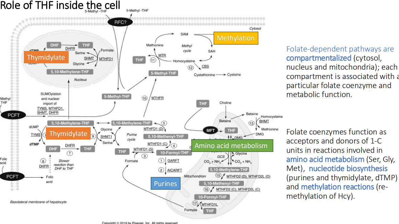 <ol><li><p>Amino acid metabolism (ser, gly, met)</p></li><li><p>Nucleotide biosynthesis (purines and thymidylate, dTMP)</p></li><li><p>Methylation reactions (remethylation of Hcy)</p></li></ol><p></p>