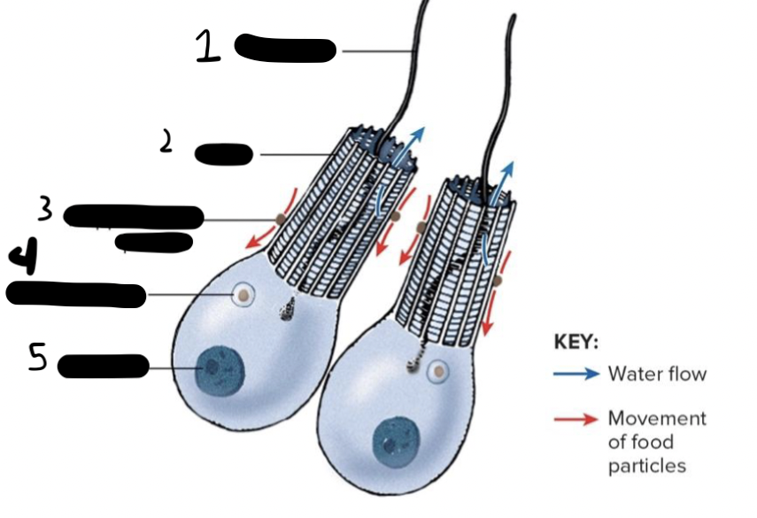 <p>What type of cell is this</p>