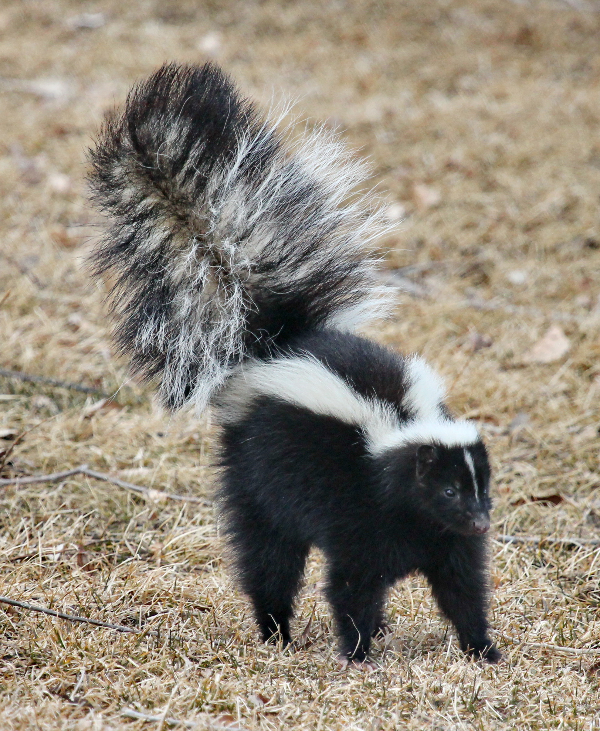 <p>Common Name</p>