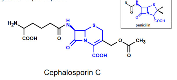 <p>β-lactam antibiotic</p><ul><li><p>For penicillin resistant bacteria</p></li></ul><ul><li><p>Treats <span>pneumonia, meningitis, and skin infections</span></p></li><li><p><span>Limits clinical stability so semisynthetics (5 generations) are made</span></p></li></ul><p></p>