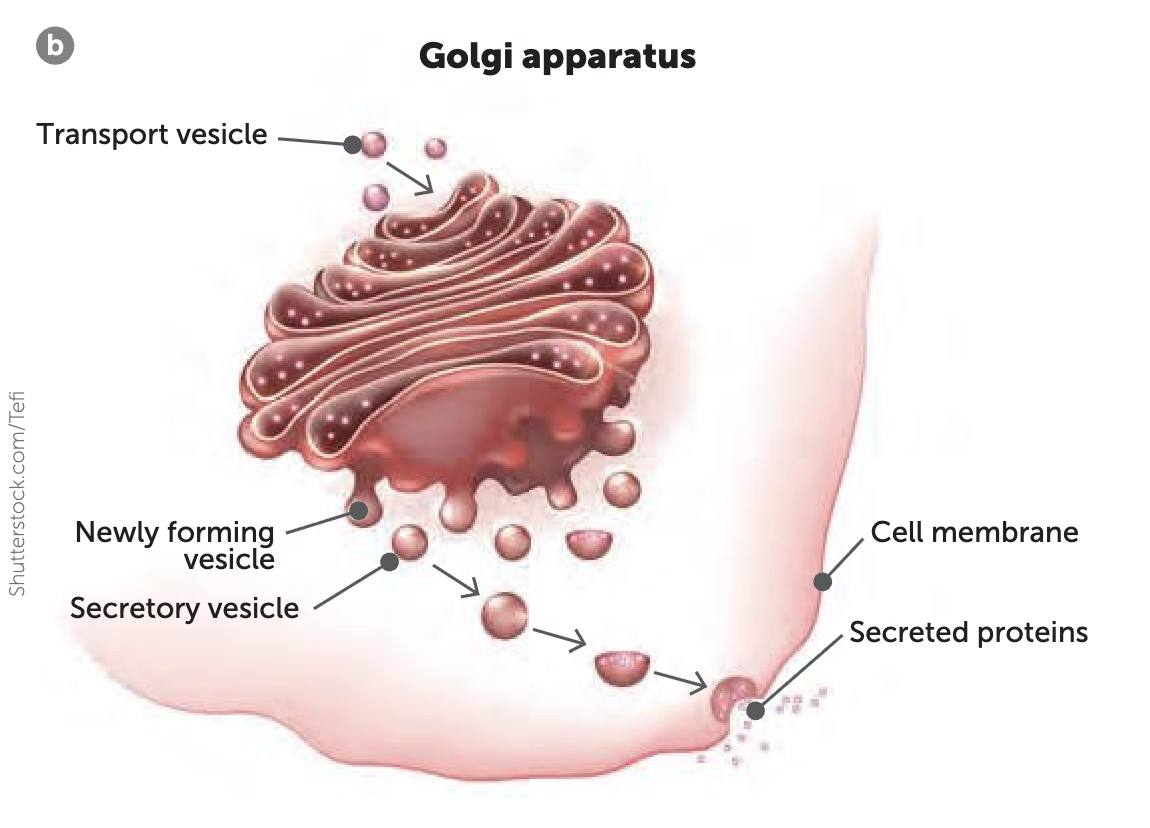 <p><span style="color: green;"><strong>What are vesicles and where are they formed</strong></span></p>