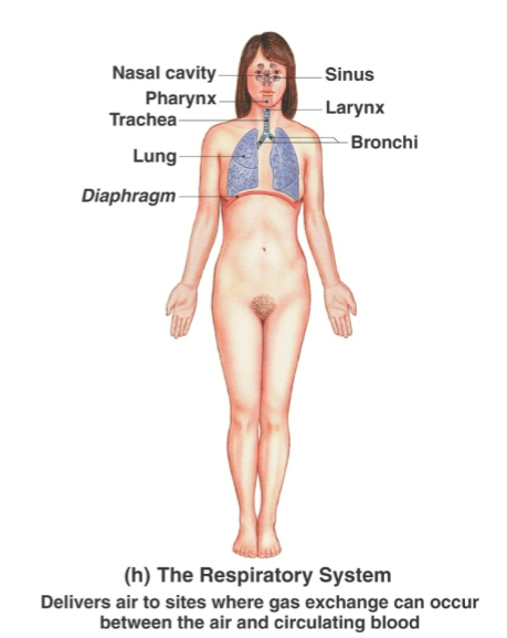 <p>Nose/nasal cavity, pharynx, larynx, trachea, bronchi, lungs</p>