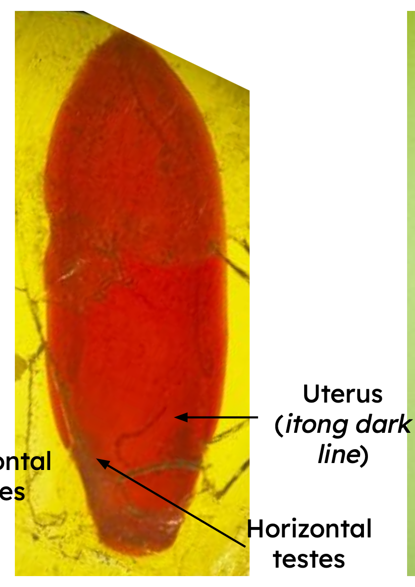 <p>Identification: </p><p>Common name:</p><p>Organ loc: </p><p>Intermediate Host:</p><p>Definitive Host:</p><p>Family:</p>