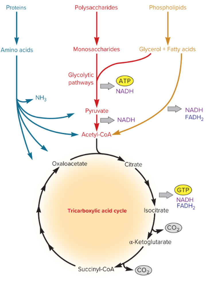 <p>most pathways generate glucose or intermediates, and glycolytic intermediates must be synthesized</p><p>ex. TCA cycle</p>