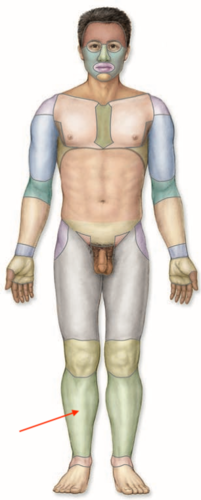 <p>what is this section called?</p>