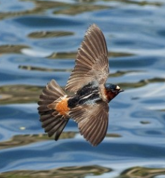 <p>Order: Passeriformes<br>Family: Hirundinidae</p>