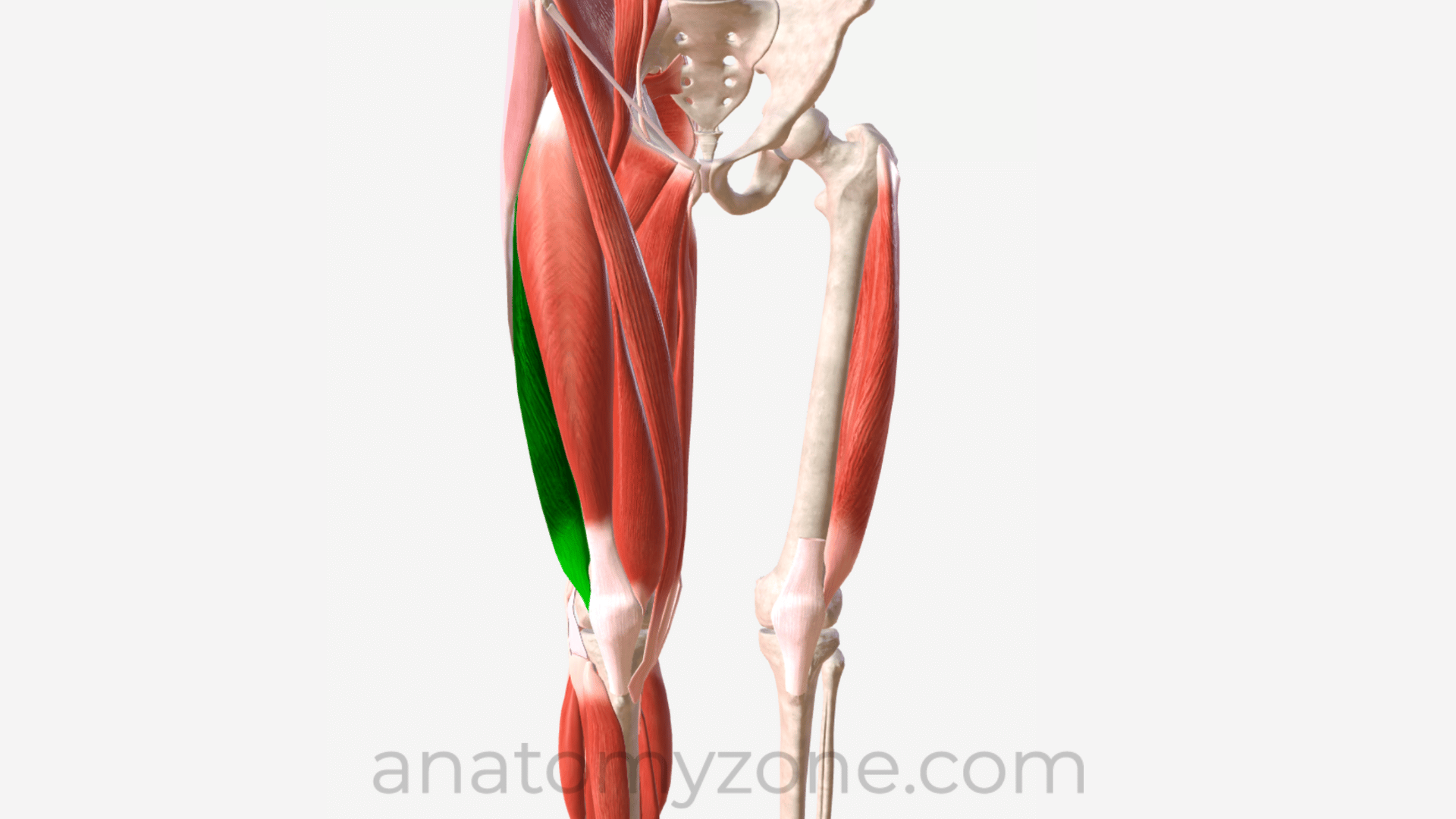 <p>What muscle is this?</p>