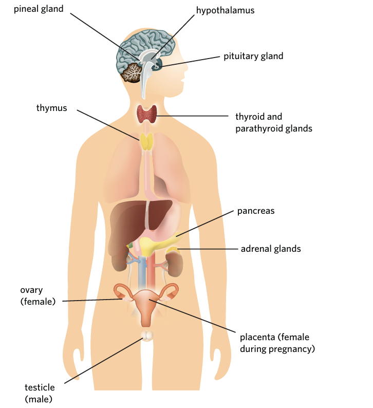 <p>a group of cells that secretes chemical substances to regions of the body or discharges them into the surroundings </p>