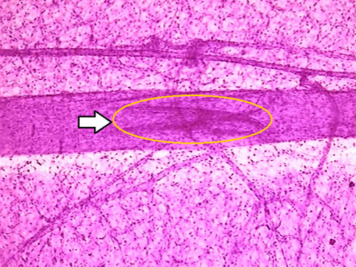 <p>What tissue is this</p>