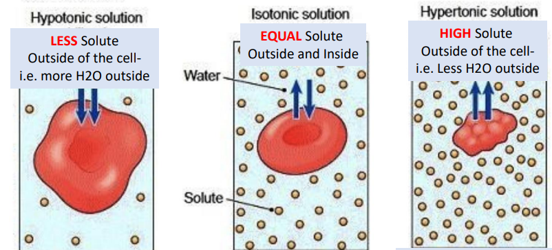 <p>Isotonic: <strong>equal </strong>H<sub>2</sub>O moves inside and outside the cell</p><p class="has-focus"></p><p class="has-focus is-empty"><strong>Hypo</strong>tonic: <strong>less </strong>solute concentration <em>outside </em>the cell (more H<sub>2</sub>O outside)</p><ul><li><p class="has-focus">H<sub>2</sub>O moves from High (out) to Low (inside), swelling the cell and causing it to burst (lysis)</p></li></ul><p class="has-focus"></p><p class="has-focus is-empty"><strong>Hyper</strong>tonic: <strong>high </strong>solute concentration <em>outside </em>the cell (less H<sub>2</sub>O outside)</p><ul><li><p class="has-focus">H<sub>2</sub>O moves from High (inside) to Low (outside), shrinking (crenation) the cell</p></li></ul><p></p>