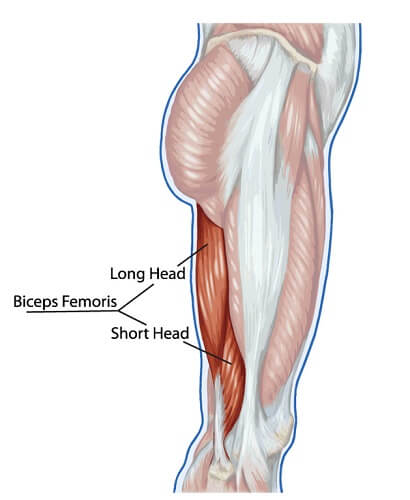 <p><span>Flexes the leg at the knee</span></p>