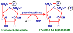 <p>- Second priming step: an example of bisphosphorylation</p><p>- Classified as phosphorylation (P) and Far-from-Equilibrium (E)</p>
