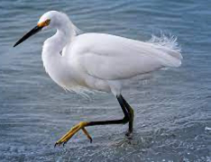 <p>Species, family, order?</p>