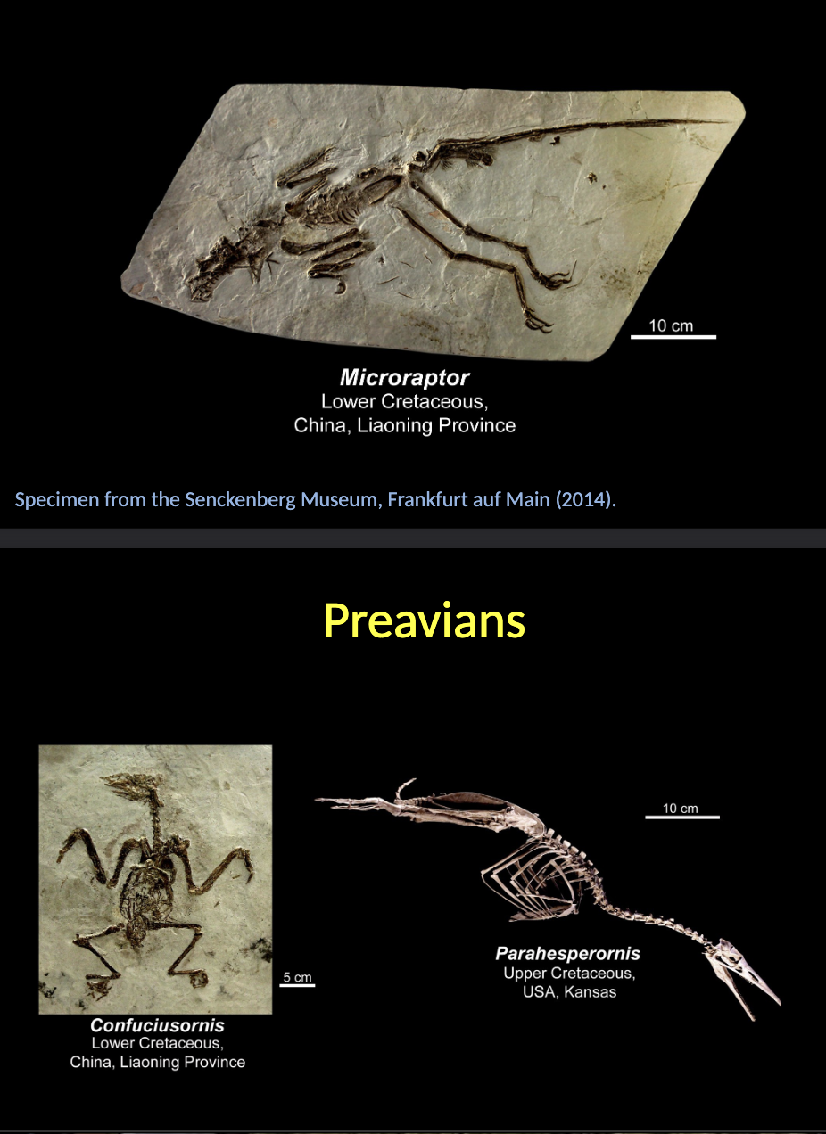 <p><span style="color: rgb(246, 246, 246);">Preavians</span></p><ul><li><p><span style="color: rgb(246, 246, 246);">Starting in the CRETACEOUS times, new taxa with more evident BIRD morphological features evolved (preavians).</span></p></li><li><p><span style="color: rgb(246, 246, 246);">They were still reptiles, but with a strongly modified morphology when compared with that of the main theropod nexus.</span></p></li></ul><p></p>