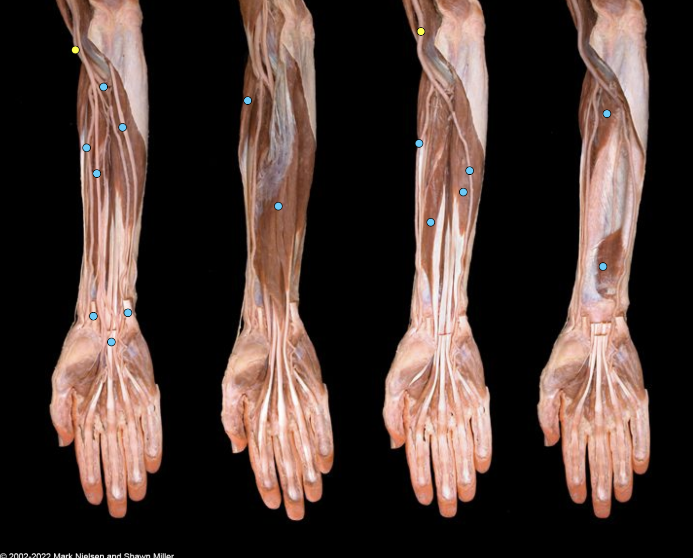 knowt flashcard image