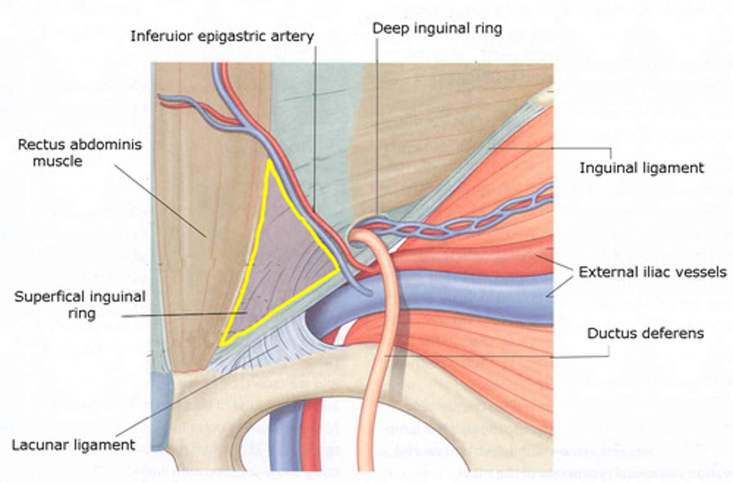 <p>inferior epigastric vessels</p>