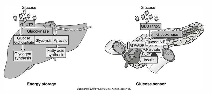 <p>glucose sensor </p>