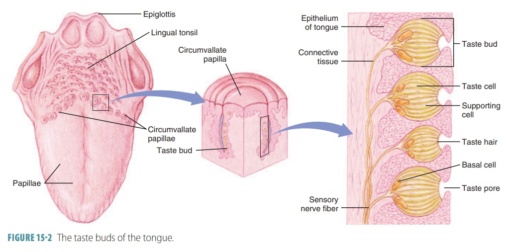 <ul><li><p><strong>gustatory cells </strong></p><ul><li><p>taste cells carrying information</p></li></ul></li><li><p><strong>basal cells </strong></p><ul><li><p>give rise to new taste cells </p></li></ul></li></ul><p></p>