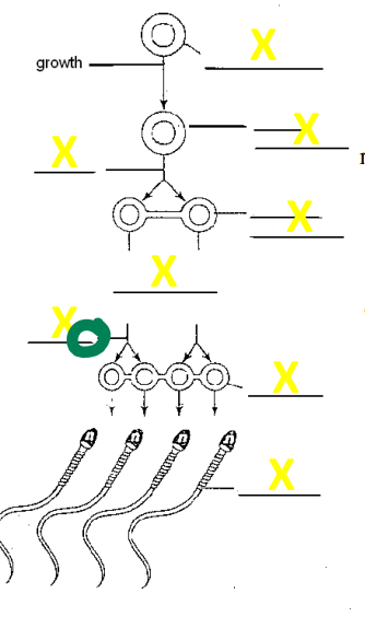 <p>Name the stage of development</p>