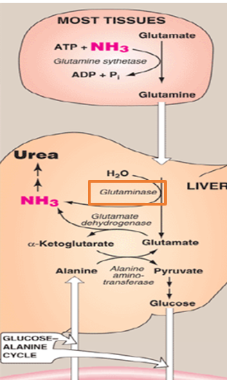 <p>Because free ammonia is highly toxic—especially to the central nervous system—the body avoids transporting it in its free form.</p><p>What is ammonia incorporated into instead when transporting from other tissues to the liver ( everything we discussed previously happened within the liver) </p>