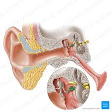 <p>middle ear</p>