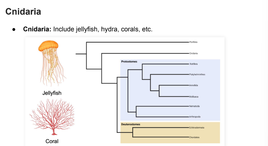 <p><strong>Hydra, Jelllyfish, COrals</strong></p>