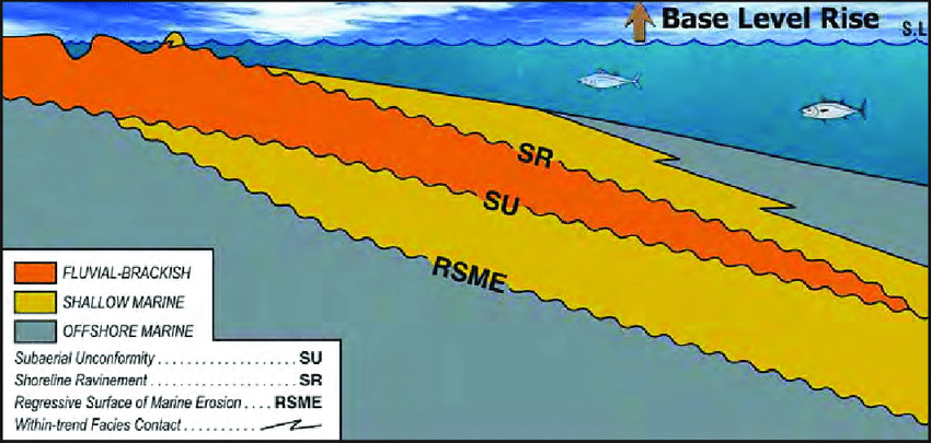 <p>Tidal energy scours the ocean bottom, truncating it and depositing sand unconformably on top of fine sediments. Occurs during forced regression.</p><p>Sharp, sudden contact </p>