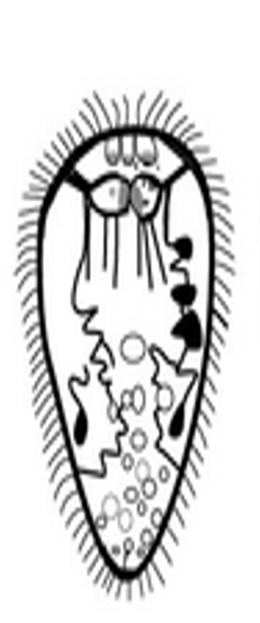 <p><span style="line-height: 1.5;"><strong>First-stage larva of flukes that emerge&nbsp;</strong>from the egg in fresh water , equipped with cilia,&nbsp;which aid in movement: &nbsp;</span></p><p><span style="line-height: 1.5;">Cercaria</span></p><p><span style="line-height: 1.5;">Metacercaria</span></p><p><span style="line-height: 1.5;">Miracidium</span></p><p><span style="line-height: 1.5;">Redia</span></p><p><span style="line-height: 1.5;">Sporocyst</span></p>