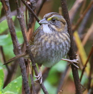 <p>What bird is this? </p>