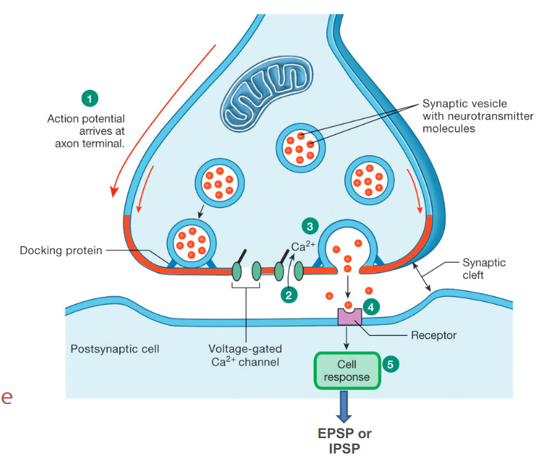 <p>How synaptic transmission occurs</p>