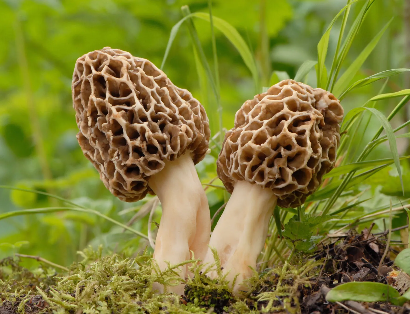 <ul><li><p>in water, they are looking for the dead things at the bottom of the river</p></li><li><p>yeasts, lichen, cup fungi, morel mushrooms</p></li></ul><p></p>