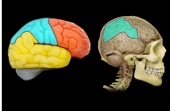 <p>Parietal lobe</p>