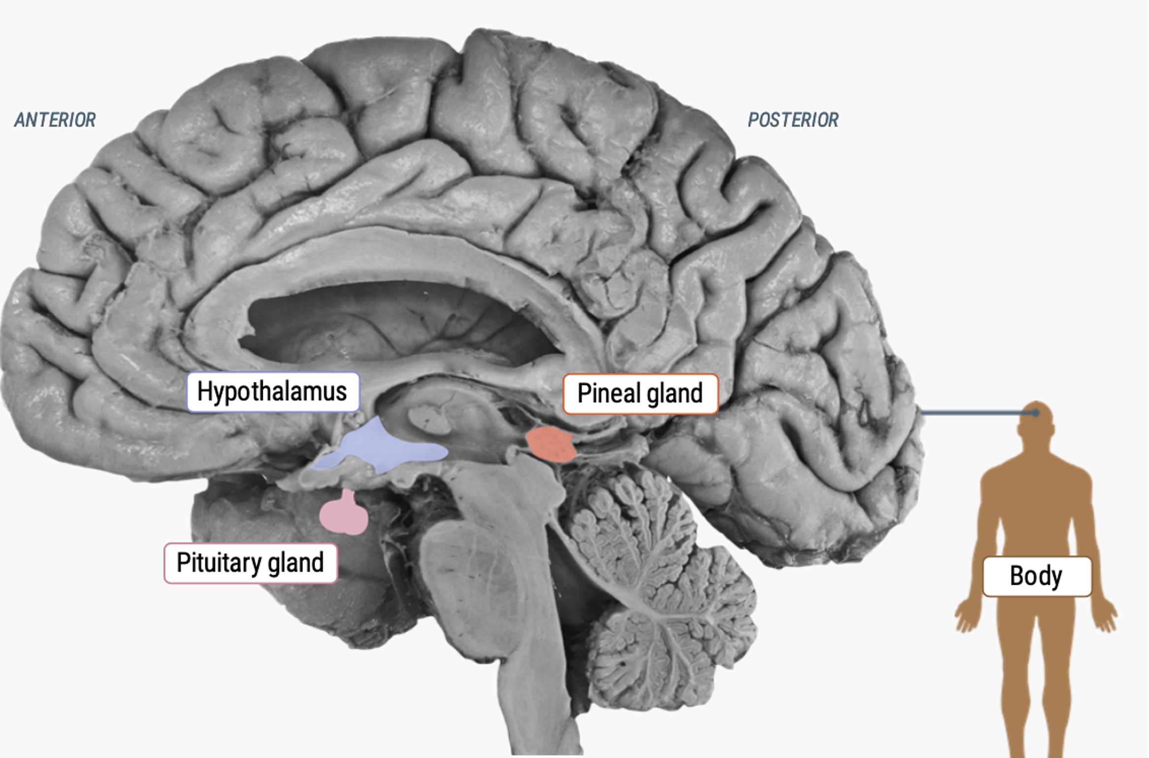 <ul><li><p>Located near the <strong>hypothalamus and pituitary</strong> in the diencephalon.</p></li><li><p>Produces <strong>melatonin</strong>, regulating <strong>sleep-wake cycles</strong>.</p></li><li><p>Activity is <strong>mediated by light</strong>: low melatonin signals morning.</p></li><li><p>In non-human animals, important in <strong>mating and breeding seasons.</strong></p></li></ul><p></p>