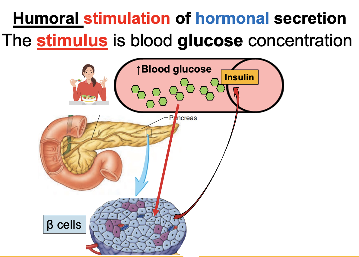 <p><strong>Humoral stimulation</strong> is the <strong>release of hormones in response to changes in blood levels of ions or nutrients</strong> (e.g., ↑ or ↓ glucose).</p><p><strong>Examples:</strong></p><ul><li><p><strong>↑ Blood glucose (after eating)</strong> → pancreas releases <strong>insulin</strong></p></li><li><p><strong>↓ Blood glucose (fasting)</strong> → pancreas releases <strong>glucagon</strong></p></li></ul><p><strong>Key idea:</strong><br>Changes in <strong>blood chemistry directly stimulate endocrine glands to release hormones.</strong></p>