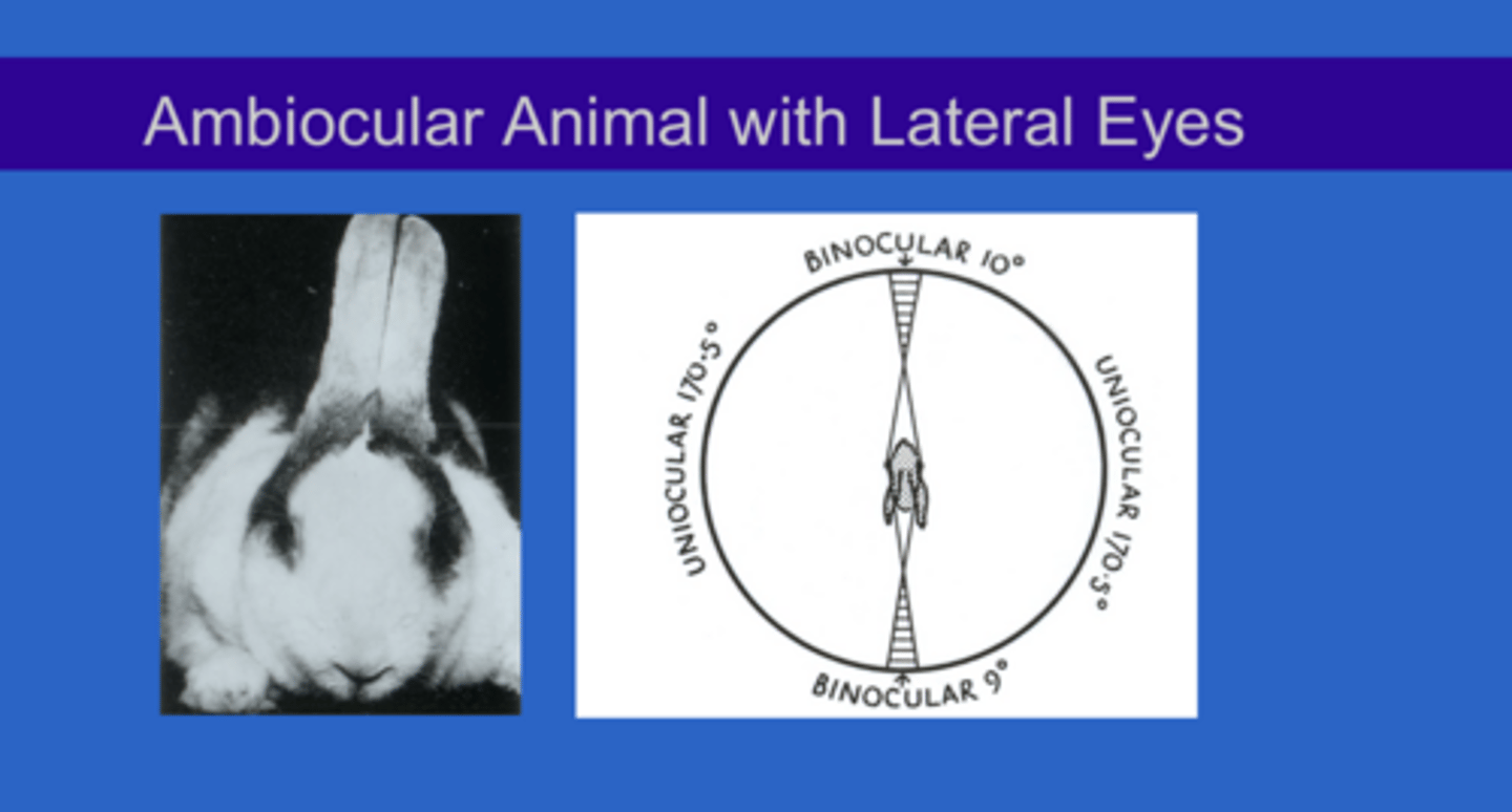 <p>Can a rabbit see 360º around its body?</p>