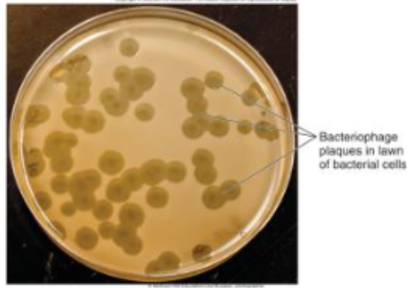 <p>viruses multiply only inside suitable living cell</p><ol><li><p>bacteria: plaque method</p></li></ol><ul><li><p>bacteriophages form plaques on a lawn of bacteria</p></li><li><p>number of phages determined by counting plaques (PFU)</p></li><li><p>will infect all the cells around it </p></li><li><p>as it infects all the surrounding cells and produces a lot of viruses it will kill the cells in the surrounding area </p></li><li><p>the clearing is full of viruses</p></li></ul><ol start="2"><li><p>animal viruses grown in:</p></li></ol><ul><li><p>living animals (mice, rabbits, pigs)</p></li><li><p>embryonated eggs</p><ul><li><p>flu vaccine</p></li></ul></li></ul><ol start="3"><li><p>cell culture or tissue culture</p></li></ol><ul><li><p>human cells</p></li></ul><p>replication cycles overview</p><ul><li><p>use the host machinery to reproduce after infection</p></li></ul><ol><li><p>lytic cycle</p></li></ol><ul><li><p>phages multiply inside a cell</p></li><li><p>phage lyses cell to release virions</p></li><li><p>?cell dies immediately </p></li></ul><ol start="2"><li><p>lysogenic state</p></li></ol><ul><li><p>phage integrates its genome into the host genome</p><ul><li><p>when the dna gets into the host cell it is inserted into the chromosome of the host cell so it becomes a part of the chromosome of the host cell </p></li></ul></li><li><p>phage released without killing the host cell</p><ul><li><p>the virus doesnt want to do this bcuz the genome is in the host cell, if it kills the host cell its basically killing itself </p></li></ul></li></ul><p></p>