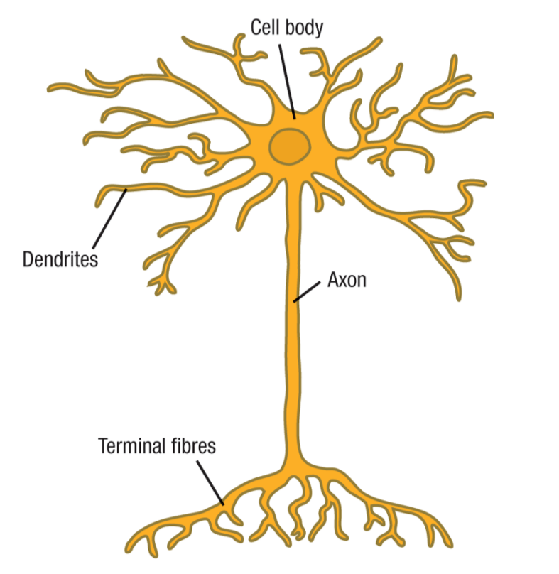 <ol><li><p>Cell body</p></li><li><p>Axon</p></li><li><p>Dendrites/terminal fibres</p></li></ol><p></p>
